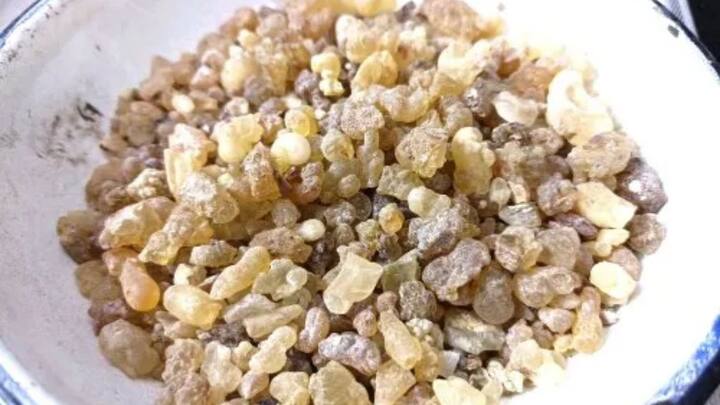 गुग्गुल के पौधे से मिलने वाला गोंद और इसकी लकड़ियां मार्केट में हाथों-हाथ बिकती हैं. औषधीय गुणों से भरपूर होने के कारण आयुर्वेदिक दवाइयां, खुशबूदार अगरबत्ती और धूप बनाने वाली कंपनियां इसे बहुत बड़े पैमाने पर खरीदती हैं, जिसकी वजह से बाजार में इसकी डिमांड हमेशा बहुत हाई रहती है.z