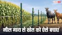 हर बार नीलगाय कर देती है फसल को बर्बाद, ये देसी तरीका अपनाएं किसान