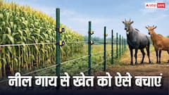 हर बार नीलगाय कर देती है फसल को बर्बाद, ये देसी तरीका अपनाएं किसान