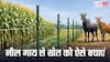 हर बार नीलगाय कर देती है फसल को बर्बाद, ये देसी तरीका अपनाएं किसान