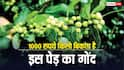 बेकार पड़ी बंजर जमीन भी बना देगी अमीर,  बाजार में 1000 रुपये किलो बिकता है इसका गोंद