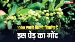 बेकार पड़ी बंजर जमीन भी बना देगी अमीर, बाजार में 1000 रुपये किलो बिकता है इसका गोंद