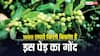 बेकार पड़ी बंजर जमीन भी बना देगी अमीर,  बाजार में 1000 रुपये किलो बिकता है इसका गोंद