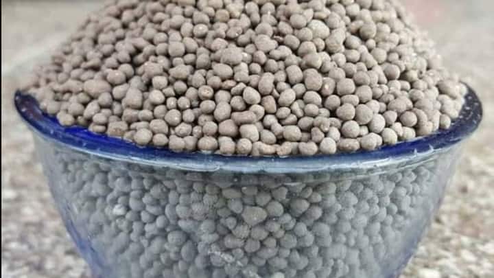 इस शुरुआती तैयारी के बाद ही भूसे में जिप्सम, यूरिया, चोकर और चिकन मैन्योर जैसे सप्लीमेंट्स को एक तय अनुपात में मिलाया जाता है. इन सभी चीजों को अच्छे से मिक्स करके एक निश्चित ऊंचाई का ढेर या ढेरियां बना दी जाती हैं. सही नमी के कारण इस ढेर के अंदर नेचुरल फर्मेंटेशन का प्रोसेस बहुत तेजी और सही तरीके से शुरू होता है.