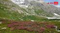 Valley of Flowers 2026 Travel Guide: खुलने जा रही है फूलों की जन्नत! वैली ऑफ फ्लावर्स 2026 की तारीख घोषित, जानें पूरी ट्रैवल गाइड