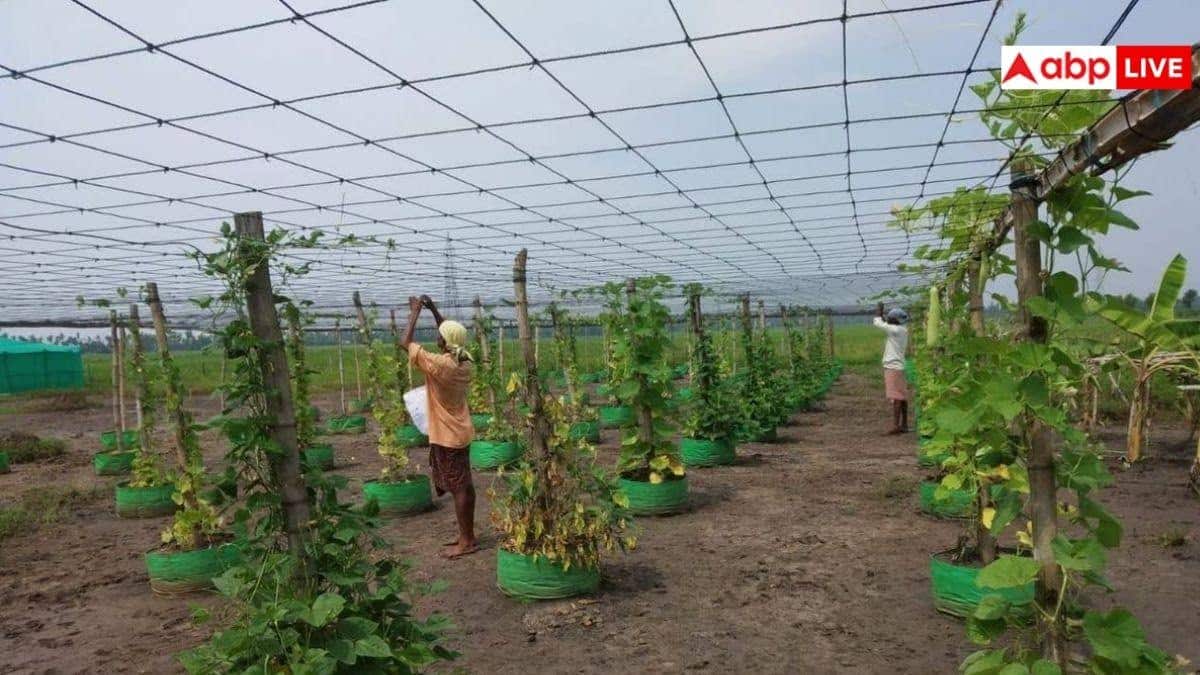 अपने खेत में कैसे कर सकते हैं मल्टी लेयर फार्मिंग, एक ही खेत में होती हैं चार-चार फसलें