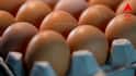 Egg Benefits: কোলেস্টরলের ভয়, প্রেশার বেশি? রোজ ডিম খাওয়া কি নিরাপদ? কী বলছেন চিকিৎসক?