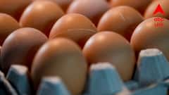 Egg Benefits: কোলেস্টরলের ভয়, প্রেশার বেশি? রোজ ডিম খাওয়া কি নিরাপদ? কী বলছেন চিকিৎসক?