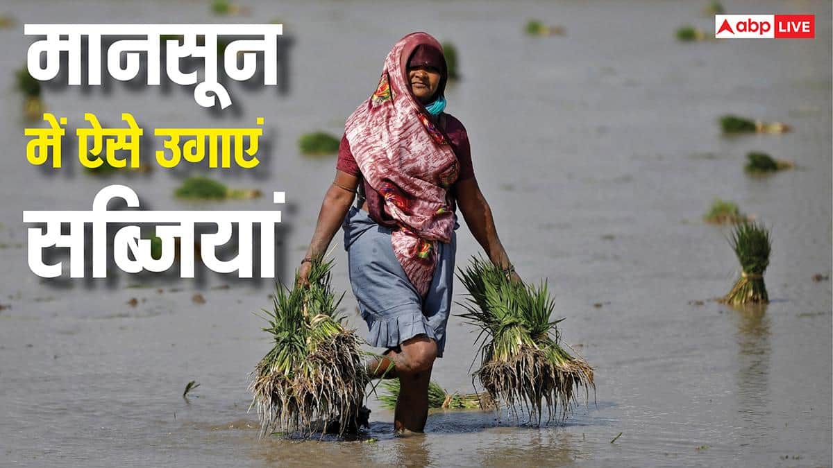 बारिश के मौसम में बर्बाद नहीं होगी एक भी फसल, इस तकनीक से सब्जियों की खेती कर कमाएं बंपर मुनाफा