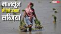 बारिश के मौसम में बर्बाद नहीं होगी एक भी फसल, इस तकनीक से सब्जियों की खेती कर कमाएं बंपर मुनाफा