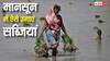बारिश के मौसम में बर्बाद नहीं होगी एक भी फसल, इस तकनीक से सब्जियों की खेती कर कमाएं बंपर मुनाफा