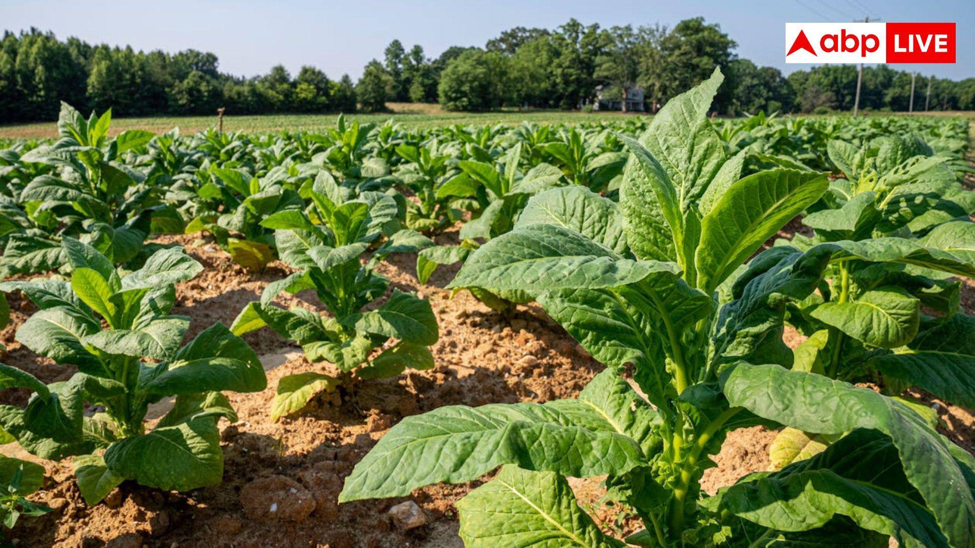 Tobacco Farming: कैसे की जाती है तंबाकू की खेती, इसके लिए कैसे मिलता है लाइसेंस? 