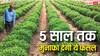 बाजार में 1000 रुपये किलो तक बिकती है ये जड़ीबूटी, 5 साल तक होगी आमदनी