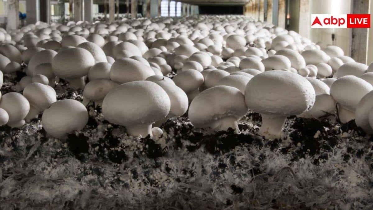 मशरूम की खेती से कमाना है छप्परफाड़ मुनाफा? कंपोस्ट बनाने से पहले इस जरूरी ट्रिक को बिल्कुल न भूलें