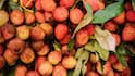 Litchi Capital of India: भारत में सबसे ज्यादा कहां होती है लीची, जानें कौन सा राज्य इसमें नंबर-वन?