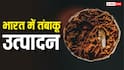 World No Tobacco Day: भारत में कहां होता है सबसे ज्यादा तंबाकू, कौन सा राज्य इसमें नंबर वन?