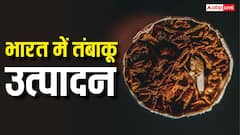 World No Tobacco Day: भारत में कहां होता है सबसे ज्यादा तंबाकू, कौन सा राज्य इसमें नंबर वन?