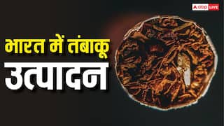 World No Tobacco Day: भारत में कहां होता है सबसे ज्यादा तंबाकू, कौन सा राज्य इसमें नंबर वन?