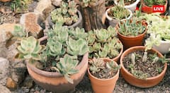 Organic Liquid Fertilizer For Dry Plants Tips : सूखते पौधों में लौट जाएगी जान, घर पर फ्री में बनाएं बस ये चीज