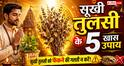 Vastu Tips: सूखी तुलसी को फेंकने की भूल न करें! जानिए इससे जुड़े 5 खास चमत्कारी उपाय