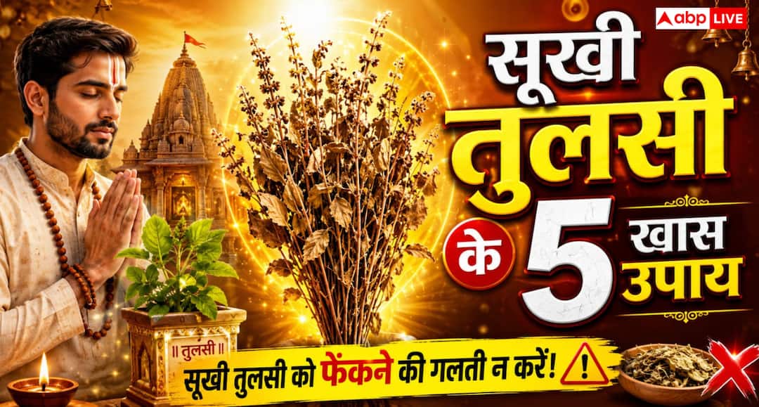 Vastu Tips: सूखी तुलसी को फेंकने की भूल न करें! जानिए इससे जुड़े 5 खास चमत्कारी उपाय