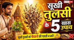सूखी तुलसी को फेंकने की भूल न करें! जानिए इससे जुड़े 5 खास चमत्कारी उपाय