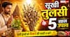 Vastu Tips: सूखी तुलसी को फेंकने की भूल न करें! जानिए इससे जुड़े 5 खास चमत्कारी उपाय