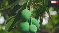 Japan Mango Ban: बांग्लादेश में कौन सा आम मिलता है जिन्हें खरीद रहा जापान, भारत के मैंगो पर लगाया बैन