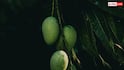 Japan Mango Ban: बांग्लादेश में कौन सा आम मिलता है जिन्हें खरीद रहा जापान, भारत के मैंगो पर लगाया बैन