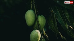 Japan Mango Ban: बांग्लादेश में कौन सा आम मिलता है जिन्हें खरीद रहा जापान, भारत के मैंगो पर लगाया बैन