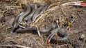 Snake Myths: जमीन में छिपे खजानों के पास अक्सर क्यों मिलते हैं सांप, क्या सच में करते हैं रखवाली?