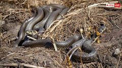 Snake Myths: जमीन में छिपे खजानों के पास अक्सर क्यों मिलते हैं सांप, क्या सच में करते हैं रखवाली?