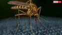 Google Mosquitoes: अमेरिका में 32 मिलियन इंफेक्टेड मच्छर छोड़ने की इजाजत क्यों मांग रहा गूगल, इससे क्या होगा फायदा?