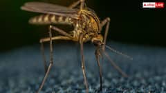 Google Mosquitoes: अमेरिका में 32 मिलियन इंफेक्टेड मच्छर छोड़ने की इजाजत क्यों मांग रहा गूगल, इससे क्या होगा फायदा?