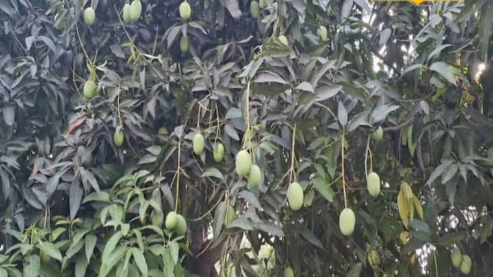 चौसा आम की बागवानी शुरू करने के लिए सबसे पहला और जरूरी स्टेप है सही मिट्टी और मौसम का चुनाव करना. इस आम के पौधों के लिए अच्छी धूप और ऐसी उपजाऊ मिट्टी की जरूरत होती है जहां पानी जमा न हो. जलभराव से पौधे खराब हो सकते हैं इसलिए खेत या फार्म हाउस में जल निकासी का तगड़ा इंतजाम होना बेहद जरूरी है.