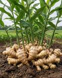 Dry ginger vs Fresh ginger: అల్లం Vs శొంఠి ఆరోగ్యానికి ఏది మంచిది? ఎలా వినియోగించాలి?