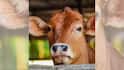 Cow As National Animal: গরুকে জাতীয় পশু ঘোষণা করা হোক, দাবি তুলছেন মুসলিমরাও, জবাবে যোগী আদিত্যনাথ বললেন…