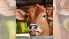 Cow As National Animal: গরুকে জাতীয় পশু ঘোষণা করা হোক, দাবি তুলছেন মুসলিমরাও, জবাবে যোগী আদিত্যনাথ বললেন…
