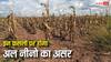 मानसून को कमजोर कर सकता है अल-नीनो, जानें कौन सी फसलों पर सबसे ज्यादा रहेगा असर?