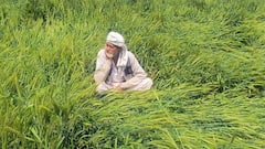 दिल्ली के किसानों को फसल नुकसान पर मिलेगा 50% ज्यादा मुआवजा, लेकिन इन लोगों को नहीं मिलेगा लाभ