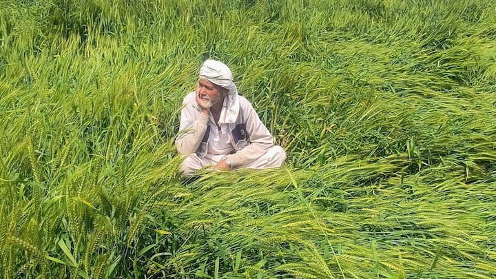 अक्सर खराब मौसम, बेमौसम बारिश या ओलावृष्टि की वजह से किसानों की महीनों की कड़ी मेहनत और पूरी की पूरी फसल कुछ ही घंटों में बर्बाद हो जाती है. ऐसे मुश्किल समय में किसानों को कर्ज के दलदल से बाहर निकालने और उन्हें दोबारा खड़े होने का हौसला देने के लिए सरकार ने यह बड़ा कदम उठाया है.