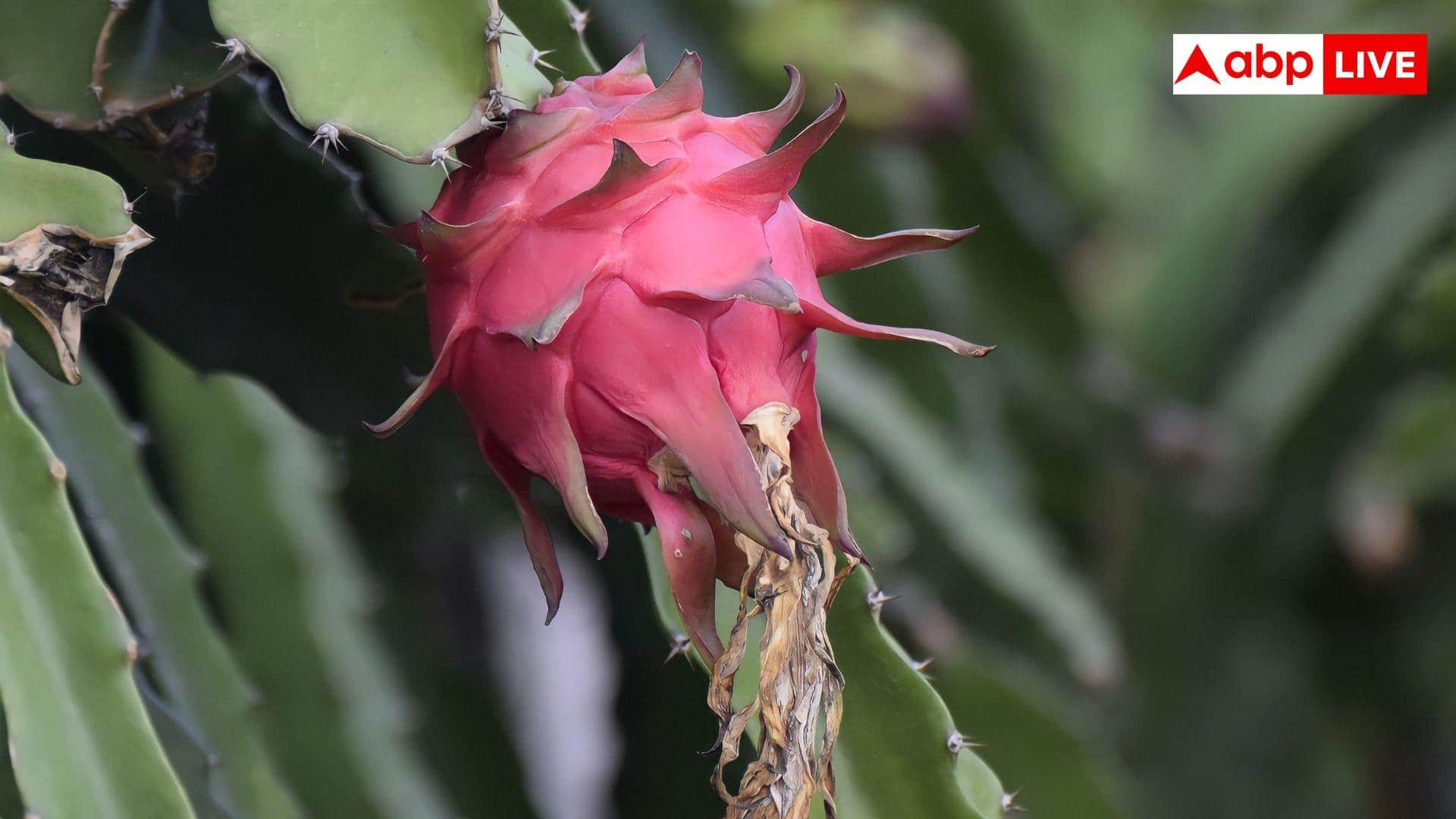 Dragon Fruit Subsidy Scheme: ड्रैगन फ्रूट की खेती करें किसान, यहां की सरकार दे रही 2.70 लाख प्रति हेक्टेयर का अनुदान