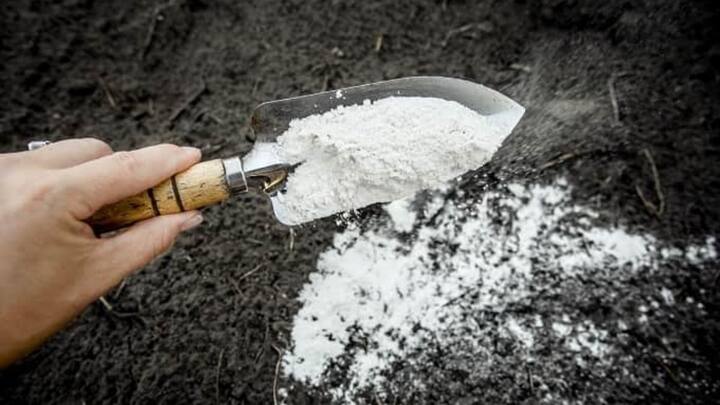 कृषि विशेषज्ञों के मुताबिक धान में खैरा रोग लगने की सबसे बड़ी वजह मिट्टी में जिंक यानी जस्ते की भारी कमी होना है. जब खेत की मिट्टी में जिंक का लेवल कम हो जाता है, तो पौधे जरूरी पोषक तत्व नहीं ले पाते. नर्सरी तैयार करते समय या रोपाई के तुरंत बाद यह समस्या सबसे ज्यादा देखने को मिलती है.