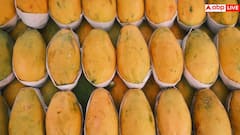 Rotten Mangoes: सावधान! मार्केट में बिक रहा सड़े और कीड़ों वाले आम का जूस, हो सकती है ये गंभीर बीमारी