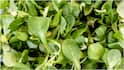 Fenugreek Leaves : మెంతి కూర ఆరోగ్యానికి మంచిదే.. కానీ వీరు మాత్రం జాగ్రత్త! ఎవరు తినొచ్చు? ఎవరు తినకూడదు?