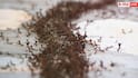 Home Remedies For Ants: सारे जतन कर लिए लेकिन घर से नहीं जा रहीं लाल वाली चींटियां, अपनाएं ये देसी ट्रिक्स