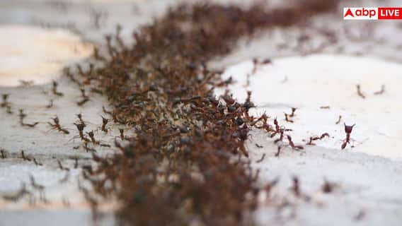 Home Remedies For Ants: सारे जतन कर लिए लेकिन घर से नहीं जा रहीं लाल वाली चींटियां, अपनाएं ये देसी ट्रिक्स Home Remedies For Ants: सारे जतन कर लिए लेकिन घर से नहीं जा रहीं लाल वाली चींटियां, अपनाएं ये देसी ट्रिक्स