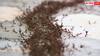 Home Remedies For Ants: सारे जतन कर लिए लेकिन घर से नहीं जा रहीं लाल वाली चींटियां, अपनाएं ये देसी ट्रिक्स