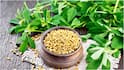 Fenugreek Leaves : మెంతి కూర ఆరోగ్యానికి మంచిదే.. కానీ వీరు మాత్రం జాగ్రత్త! ఎవరు తినొచ్చు? ఎవరు తినకూడదు?