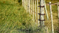 Crop Protection From Wild Animals: आपके खेत को जंगली जानवरों से सुरक्षित रखेंगे ये देसी उपाय, नुकसान से बचने के लिए आज ही अपना लें